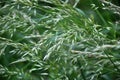 In nature, forage grass is growing for animals bluegrass Poa trivialis