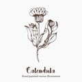 Nature vector calendula flower sketch hand drawing illustration