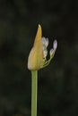 Nature Vertical image Delicate single Purple lily of the Nile Agapanthus flower bud stem beginning Bloom