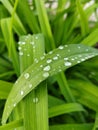Nature is very beautiful in the raindrops
