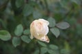 Garden flower rose nature green Royalty Free Stock Photo