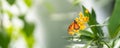 Nature view of beautiful orange butterfly on yellow flower with green leaf nature blurred background in garden with copy space Royalty Free Stock Photo