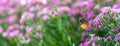 Nature view of beautiful yellow and black butterfly on pink flower and green nature blurred background in garden with copy space Royalty Free Stock Photo