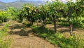 nature view in Botticino province of Brescia in Italy. panorama of vineyard with mountains