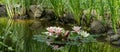 Nature view of bright pink water lilies or lotus flowers Marliacea Rosea blooming in pond. Nympheas reflected with plants Royalty Free Stock Photo