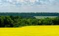 Nature view of bright yellow oilseed rape field with green forest on horizon and blue sky with white clouds Royalty Free Stock Photo