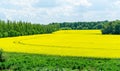 Nature view of bright yellow oilseed rape field. Rapeseed field under the blue sky on blurred background with copy space Royalty Free Stock Photo