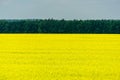 Nature view of bright yellow oilseed rape field. Rapeseed field under the blue sky on dark green forest background Royalty Free Stock Photo