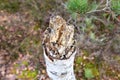 Nature view of broken birch tree trunk and blurred greenish brown background