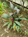 Nature view of cordyline fruticosa plant in garden Royalty Free Stock Photo