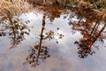 Nature view of swamp water and reflection of tree branches in brown water