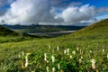 Nature view with flowers and clouds in Denali National Park in A