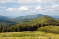 Nature view in forest in spring time Royalty Free Stock Photo