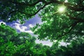 Nature View of Fresh Green Leaves Tree Branch in Forest with Sunlight on Blue Sky Royalty Free Stock Photo