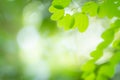 Nature view of green plant landscape on blurred background. Royalty Free Stock Photo