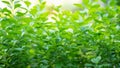 Nature view of green plant landscape on blurred background.