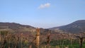 nature view with green trees and green pastures with and vineyard mountains