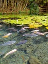 Nature view of lake, fishes, and lotus plants Royalty Free Stock Photo