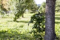 Nature view. Lawn and trees