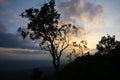 Nature view shadow of tree with sunset background