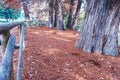 Nature view on a sunny day through park trees and autumn fallen yellow and green tree leaves and brownish grass Royalty Free Stock Photo