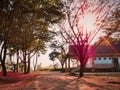 Nature view of sunrise in the garden. Summer season scene with sunrise