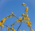 Nature Brasil Tree yellow flower Curacao Views