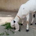 Nature village life a little goat eating grass Royalty Free Stock Photo