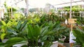 Nature vividness in an outdoor tropical plant shop