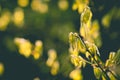 Nature wake up. Early spring. small leaves. Spring tree background. Selective focus. Copy space Royalty Free Stock Photo