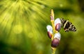 Nature is waking up and spring is coming. One beautiful moment. A new life is born. Butterfly on a blossoming branch. Royalty Free Stock Photo