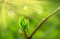 Nature is waking up and spring is coming. One beautiful moment. A new life is born. Sun rays and beautiful green  background Royalty Free Stock Photo