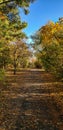 Nature Walk Fall Path