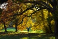 Nature walk through fall trees