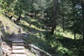 Nature walk in green beautiful trees on a mountain trail