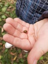 a child holds a ladybug in his hands close-up