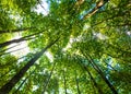 Nature walk in the Huilo Huilo Biological Reserve. It is a temperate humid forest. Panguipulli, Rios Region, southern Chile Royalty Free Stock Photo