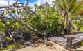 Tropical natural walking path palm trees Tulum Mayan ruins Mexico Royalty Free Stock Photo