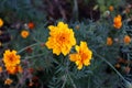 Yellow romantic flower in beautiful green field