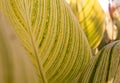 Tropical leaves lines texture