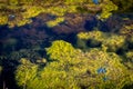 Nature and water pollution. Algae and seaweed in the water