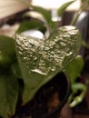 Nature watered Pothos house plant