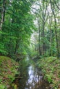 Nature at Waterloopbos Flevoland, Netherlands Royalty Free Stock Photo