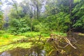 Nature at Waterloopbos Flevoland, Netherlands Royalty Free Stock Photo