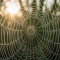 Nature of the web and the precise workmanship of the spider, likely Royalty Free Stock Photo