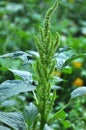 In nature, weeds grow Amaranthus retroflexus