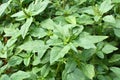In nature, weeds grow Amaranthus retroflexus Royalty Free Stock Photo