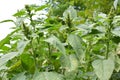 In nature, weeds grow Amaranthus retroflexus Royalty Free Stock Photo