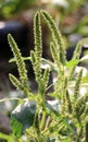 In nature, weeds grow Amaranthus retroflexus