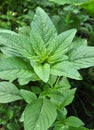 In nature, weeds growing Amaranthus retroflexus Royalty Free Stock Photo